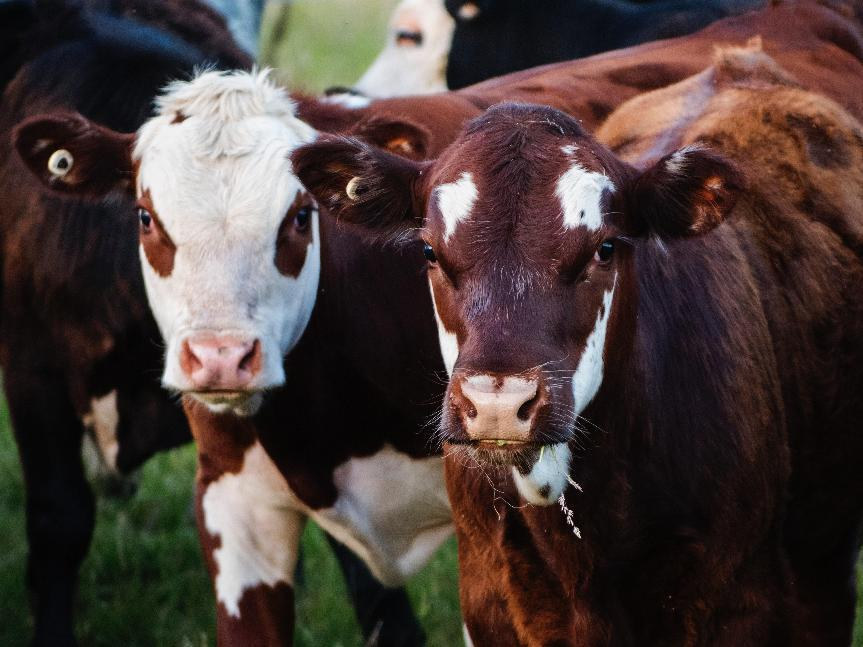 科研焦點|生物芯片技術檢測奶牛飼料中多種真菌毒素
